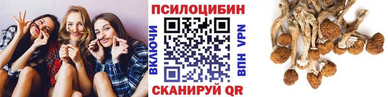 Псилоцибиновые грибы Psilocybine cubensis  мега зеркало  Цивильск  где найти наркотики 